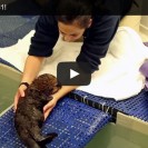 Baby sea otter learns to swim