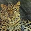 Tiger Conservation Forcing Leopards Into Conflict With Humans