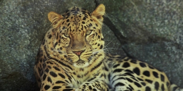 Tiger-Conservation-Forcing-Leopards-Into-Conflict-With-Humans