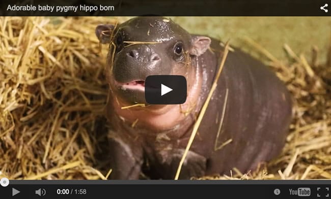 Meet The Cute Boxing Day Baby Pygmy Hippo