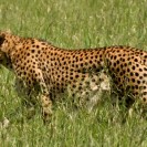 Hunting Cheetahs Depend On Agility Rather Than Speed