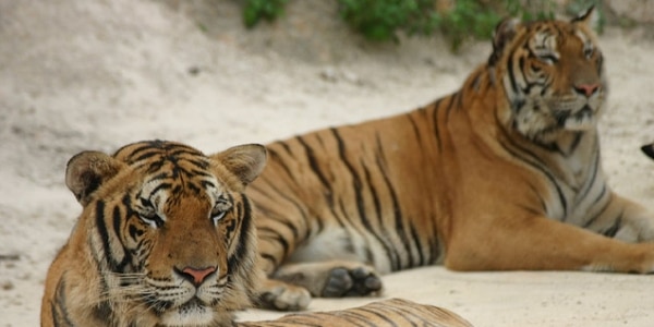 Tiger Numbers Surge By 30 Per Cent In India