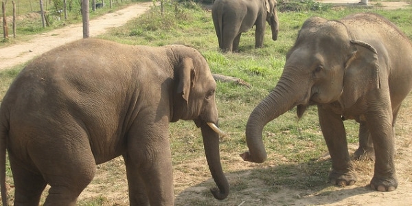 Lakhi The Tortured Blind Elephant Will Get To Live Happily Ever After