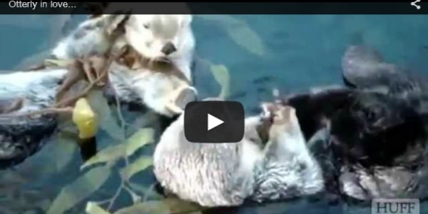 otters