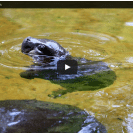 baby hippo swimming