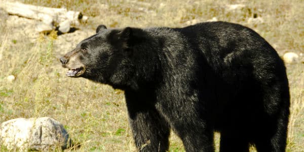 Chinese Man Realises His Pet Dogs Are In Fact Black Bears