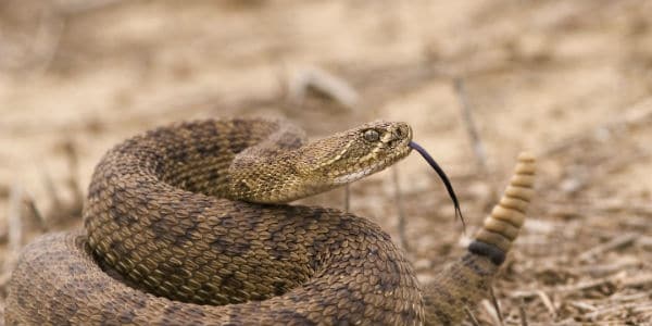 Man Tries To Take Selfie With Rattlesnake And Gets Bitten