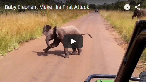 baby elephant