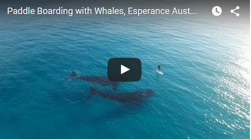whales