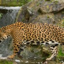 Jaguar Too Fat To Mate Being Sent Back Home