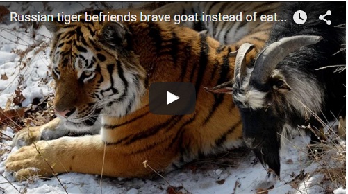 tiger and goat