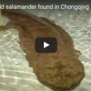 salamander