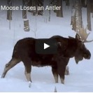 moose