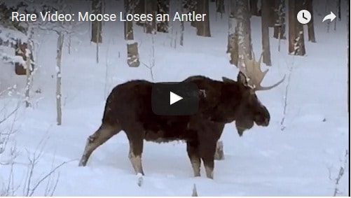 moose