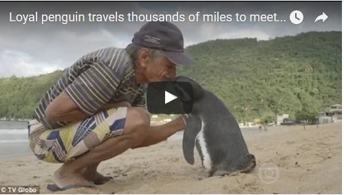 penguin