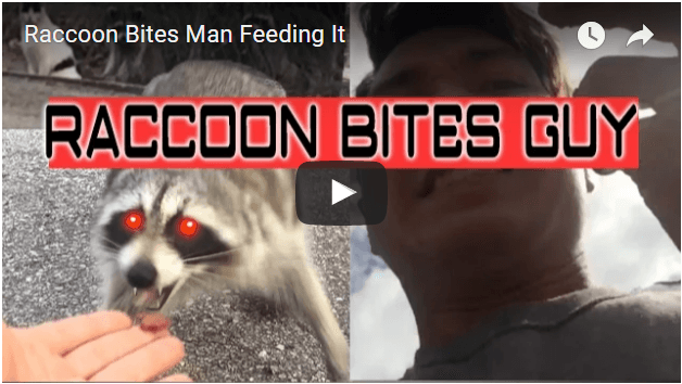 raccoon