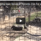 toronto zoo