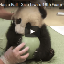 panda ball