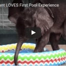 baby elephant pool