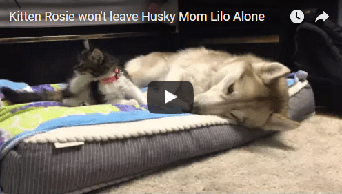Kitten Wakes Up Mamma Husky