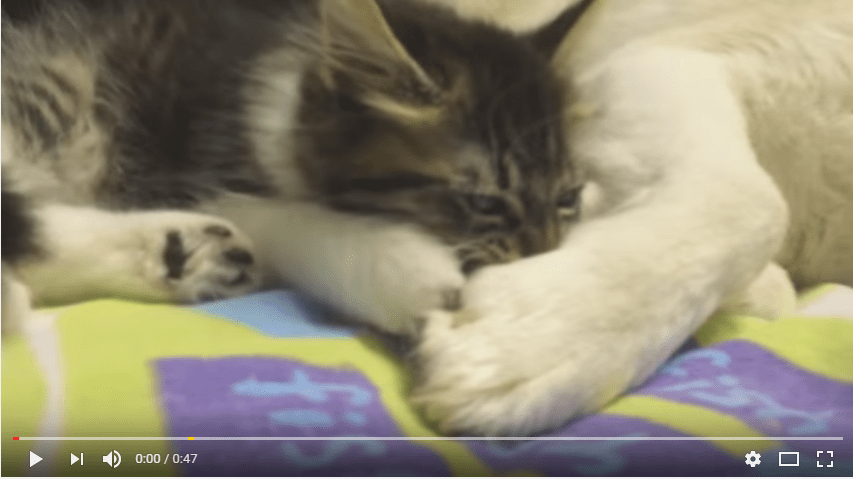 kitten-husky