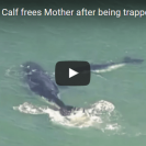 whale calf saves mum