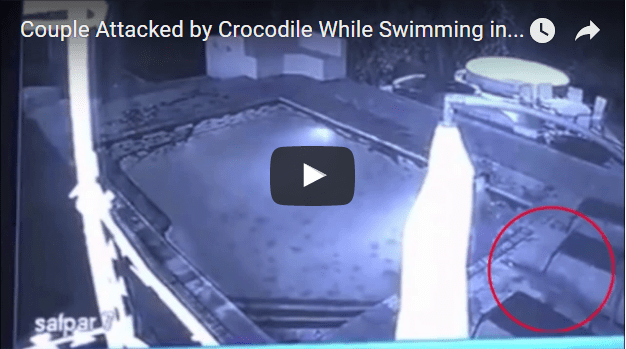 crocodile attack