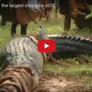 Check Out This Gigantic Crocodile Found In Sri Lanka