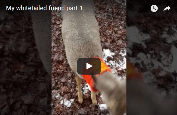 friendly deer