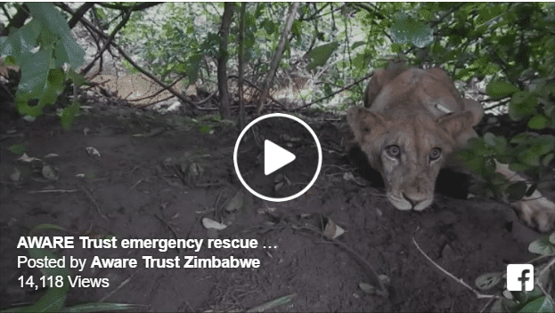 lion rescue