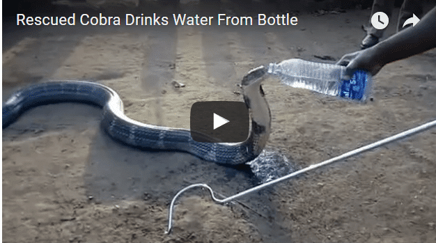 king cobra takes a drink