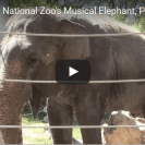 Elephant plays harmonica