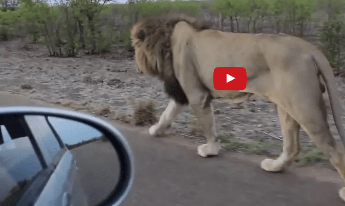 lion growls at stalker