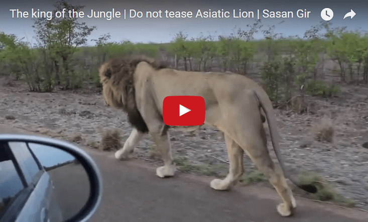 lion growls at man