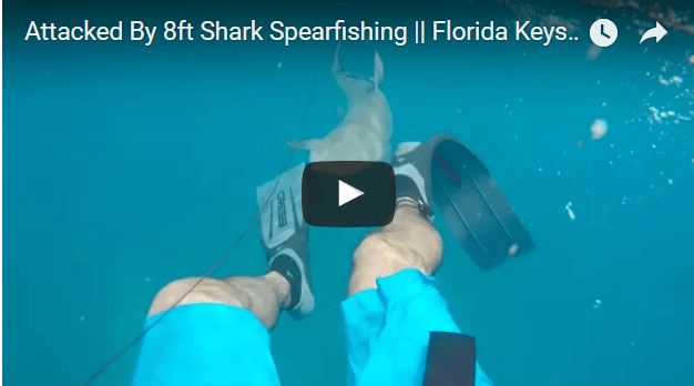 Spear Fisherman Catches Moment Of Shark Attack On Camera