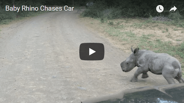baby rhino attacks
