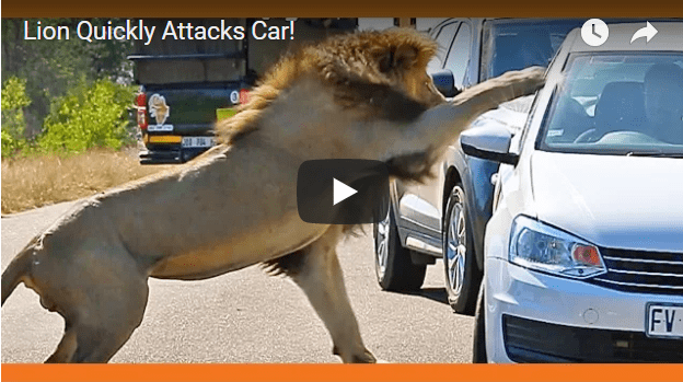 lion attacks car