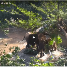 baby elephant rescued from well