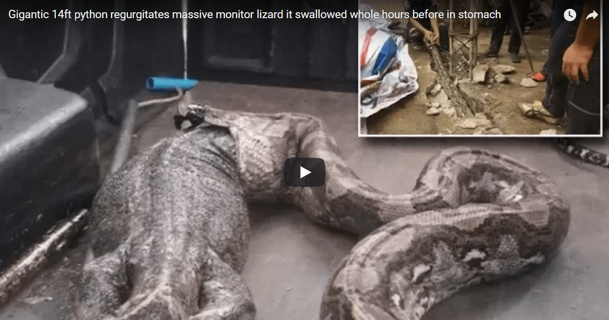 python regurgitates lizard