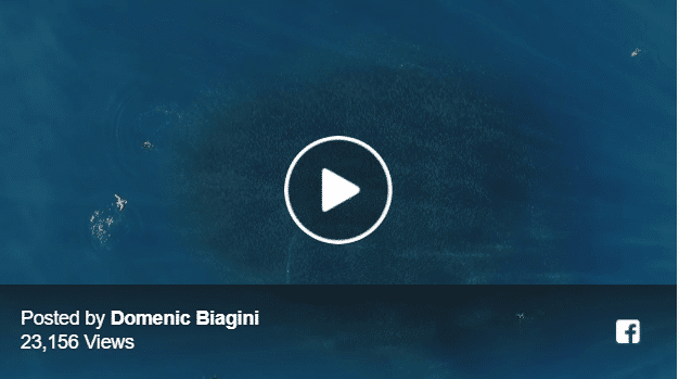 humpback whale ballet