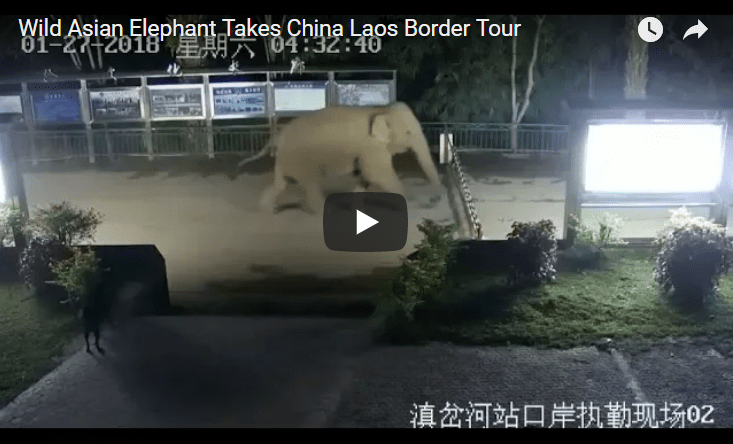 elephant crossing border