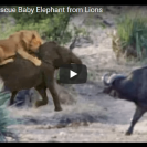 buffalo rescues baby elephant