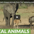 cheeky elephant chases wildebeest