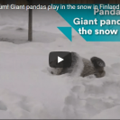 Pandas Playing In The Snow