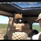 Check Out This Shocking Video Of Wild Cheetah Leaping Into Safari Group’s Vehicle