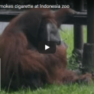 Zoo In Indonesia Criticised For This Video Of Smoking Orangutan