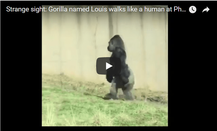 gorilla walks upright