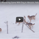 This Dog Displays Enormous Courage In Escaping A Wolf Pack
