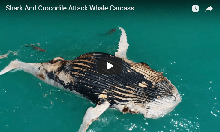 Video Of Sharks and A Crocodile Feeding On The Same Meal