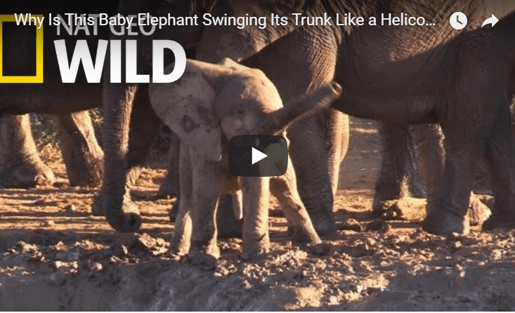 awkward elephant